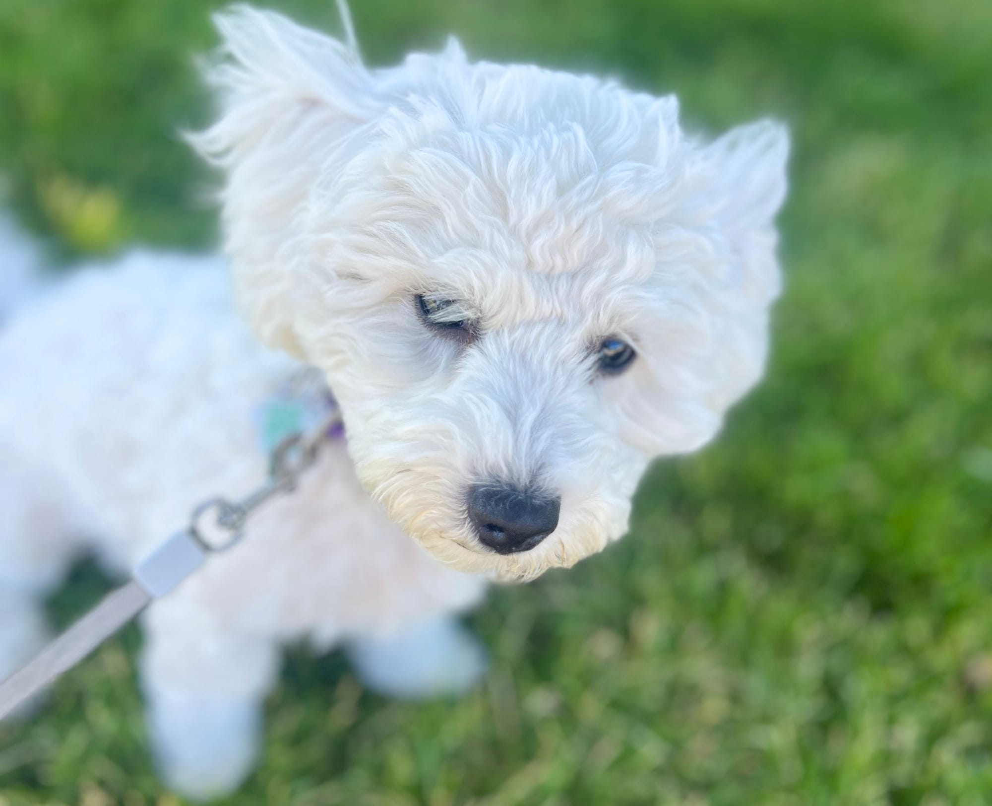a small white dog in grass